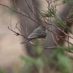 Pachycephala rufiventris at Hughes, ACT - 7 Feb 2020