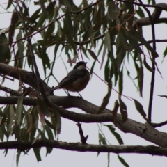 Pachycephala rufiventris (Rufous Whistler) at Red Hill Nature Reserve - 6 Feb 2020 by LisaH