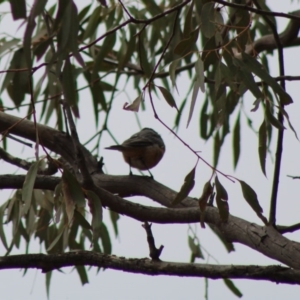 Pachycephala rufiventris at Hughes, ACT - 7 Feb 2020