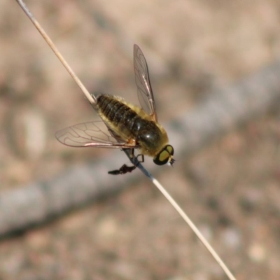 Comptosia sp. (genus) (Unidentified Comptosia bee fly) at Hughes Grassy Woodland - 9 Feb 2020 by LisaH