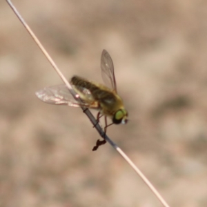 Comptosia sp. (genus) at Hughes, ACT - 9 Feb 2020