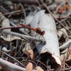 Diplacodes bipunctata (Wandering Percher) at Hughes, ACT - 4 Feb 2020 by LisaH