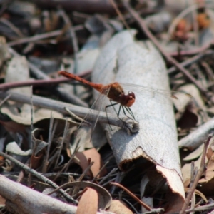 Diplacodes bipunctata at Hughes, ACT - 4 Feb 2020