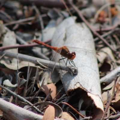 Diplacodes bipunctata (Wandering Percher) at Hughes, ACT - 4 Feb 2020 by LisaH