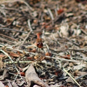 Diplacodes bipunctata at Hughes, ACT - 4 Feb 2020