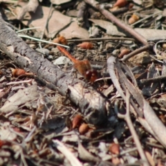 Diplacodes bipunctata at Hughes, ACT - 4 Feb 2020