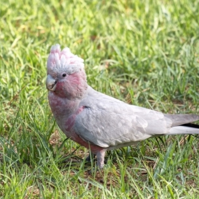 Eolophus roseicapilla (Galah) at Penrose - 29 Jan 2020 by Aussiegall