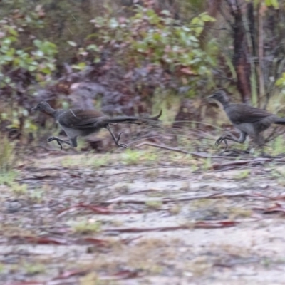 Menura novaehollandiae (Superb Lyrebird) at Penrose, NSW - 7 Feb 2020 by Aussiegall