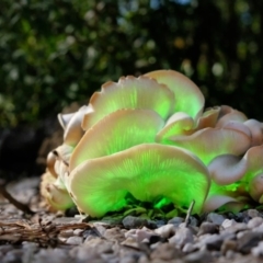 Omphalotus nidiformis (Ghost Fungus) at Penrose, NSW - 16 Apr 2019 by Aussiegall