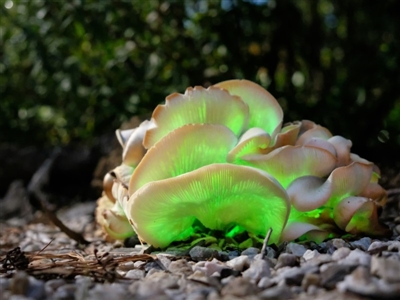 Omphalotus nidiformis (Ghost Fungus) at Penrose - 16 Apr 2019 by Aussiegall