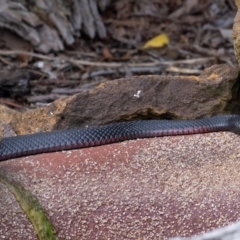 Pseudechis porphyriacus (Red-bellied Black Snake) at Penrose, NSW - 5 Feb 2019 by Aussiegall
