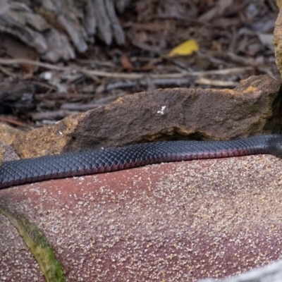 Pseudechis porphyriacus (Red-bellied Black Snake) at Wingecarribee Local Government Area - 5 Feb 2019 by Aussiegall