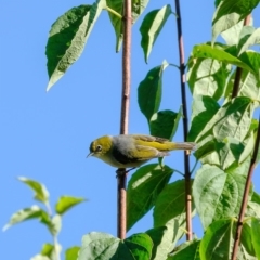 Zosterops lateralis (Silvereye) at Penrose - 26 Mar 2019 by Aussiegall