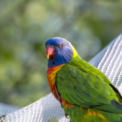 Trichoglossus moluccanus (Rainbow Lorikeet) at Penrose - 18 Feb 2019 by Aussiegall