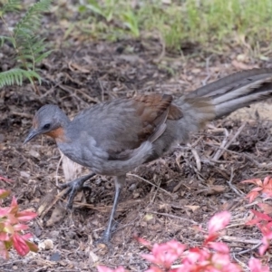 Menura novaehollandiae at Penrose - 20 May 2019 01:21 PM