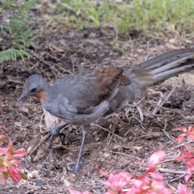 Menura novaehollandiae (Superb Lyrebird) at Penrose, NSW - 20 May 2019 by Aussiegall