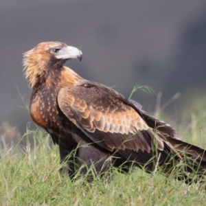 Aquila audax at Paddys River, ACT - 9 Apr 2016