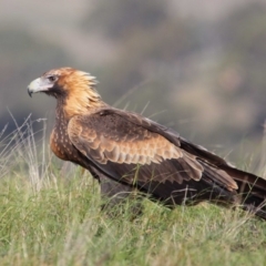 Aquila audax at Paddys River, ACT - 9 Apr 2016