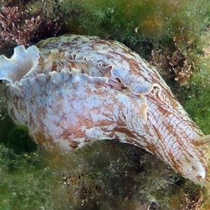 Aplysia sydneyensis at The Blue Pool, Bermagui - 6 Mar 2013