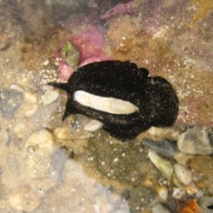 Scutus antipodes at The Blue Pool, Bermagui - 8 Jan 2012