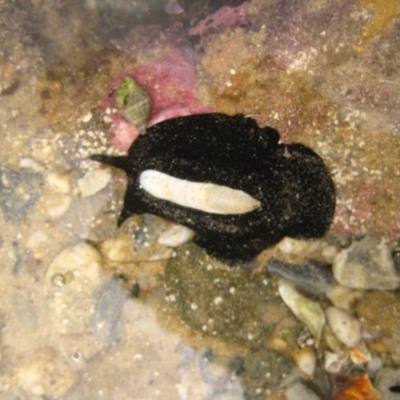 Scutus antipodes (Elephant Snail) at Bermagui, NSW - 8 Jan 2012 by CarB