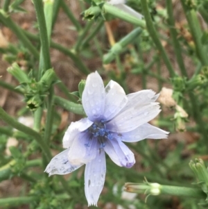 Cichorium intybus at McKellar, ACT - 9 Feb 2020