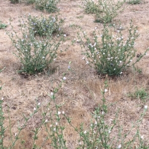 Cichorium intybus at McKellar, ACT - 9 Feb 2020