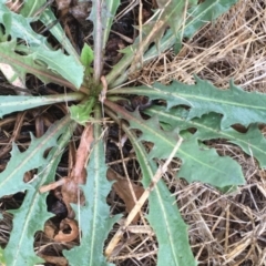 Cichorium intybus at McKellar, ACT - 9 Feb 2020