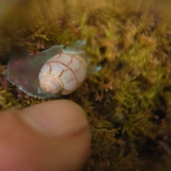 Bullina lineata (Bullina lineata) at Wallaga Lake, NSW - 8 Jan 2012 by CarB