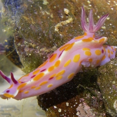 Ceratosoma amoenum (Clown Nudibranch) at Bermagui, NSW - 1 Apr 2004 by CarB