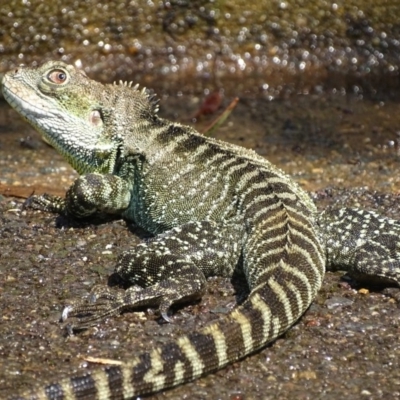 Intellagama lesueurii howittii (Gippsland Water Dragon) at Acton, ACT - 5 Feb 2020 by roymcd