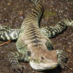 Intellagama lesueurii howittii at Acton, ACT - 5 Feb 2020