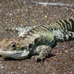 Intellagama lesueurii howittii at Acton, ACT - 5 Feb 2020