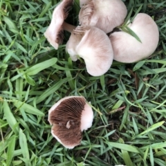 Agaricus sp. at Cunjurong Point, NSW - 10 Feb 2020 09:40 AM