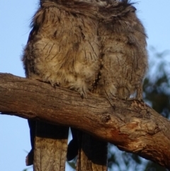 Podargus strigoides (Tawny Frogmouth) at Red Hill Nature Reserve - 28 Jan 2020 by roymcd