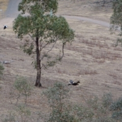 Aquila audax (Wedge-tailed Eagle) at Garran, ACT - 8 Feb 2020 by roymcd