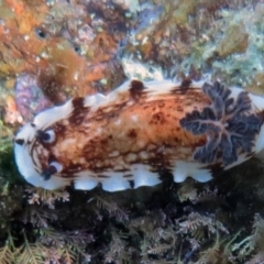 Aphelodoris varia (Aphelodoris varia) at The Blue Pool, Bermagui - 6 Mar 2013 by CarB