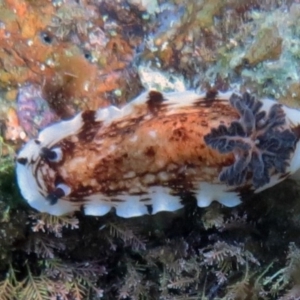 Aphelodoris varia at The Blue Pool, Bermagui - 6 Mar 2013