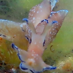 Unidentified Sea Slug, Sea Hare or Bubble Shell at The Blue Pool, Bermagui - 12 Apr 2013 by CarB