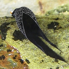 Unidentified Sea Slug / Sea Hare / Bubble Shell at Bermagui, NSW - 16 Mar 2004 by CarB