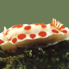 Chromodoris tasmaniensis at Bermagui, NSW - 30 Mar 2012 by CarB