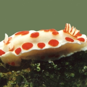 Chromodoris tasmaniensis at The Blue Pool, Bermagui - 31 Mar 2012