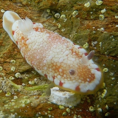 Chromodoris tinctoria at The Blue Pool, Bermagui - 9 Mar 2008 by CarB
