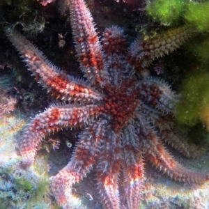 Coscinasterias muricata at The Blue Pool, Bermagui - 7 Apr 2013