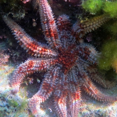 Coscinasterias muricata (Eleven-armed Seastar) at The Blue Pool, Bermagui - 7 Apr 2013 by CarB