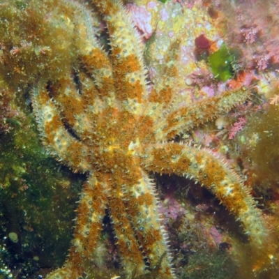 Coscinasterias muricata (Eleven-armed Seastar) at The Blue Pool, Bermagui - 10 Mar 2013 by CarB