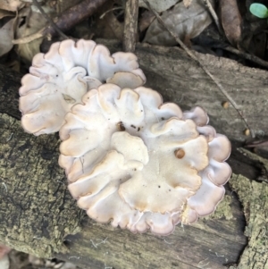 Cymatoderma elegans at Wattamolla, NSW - 10 Feb 2020