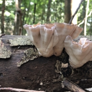 Cymatoderma elegans at Wattamolla, NSW - 10 Feb 2020