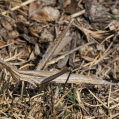 Acrida conica (Giant green slantface) at QPRC LGA - 4 Feb 2020 by WHall