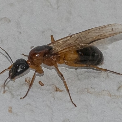 Camponotus consobrinus (Banded sugar ant) at Googong, NSW - 25 Jan 2020 by WHall